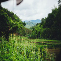 ricefields by forest