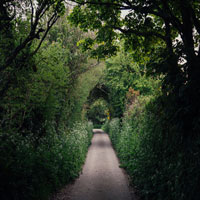 path through dense shrubs