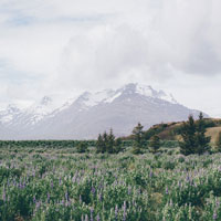 lavender fields